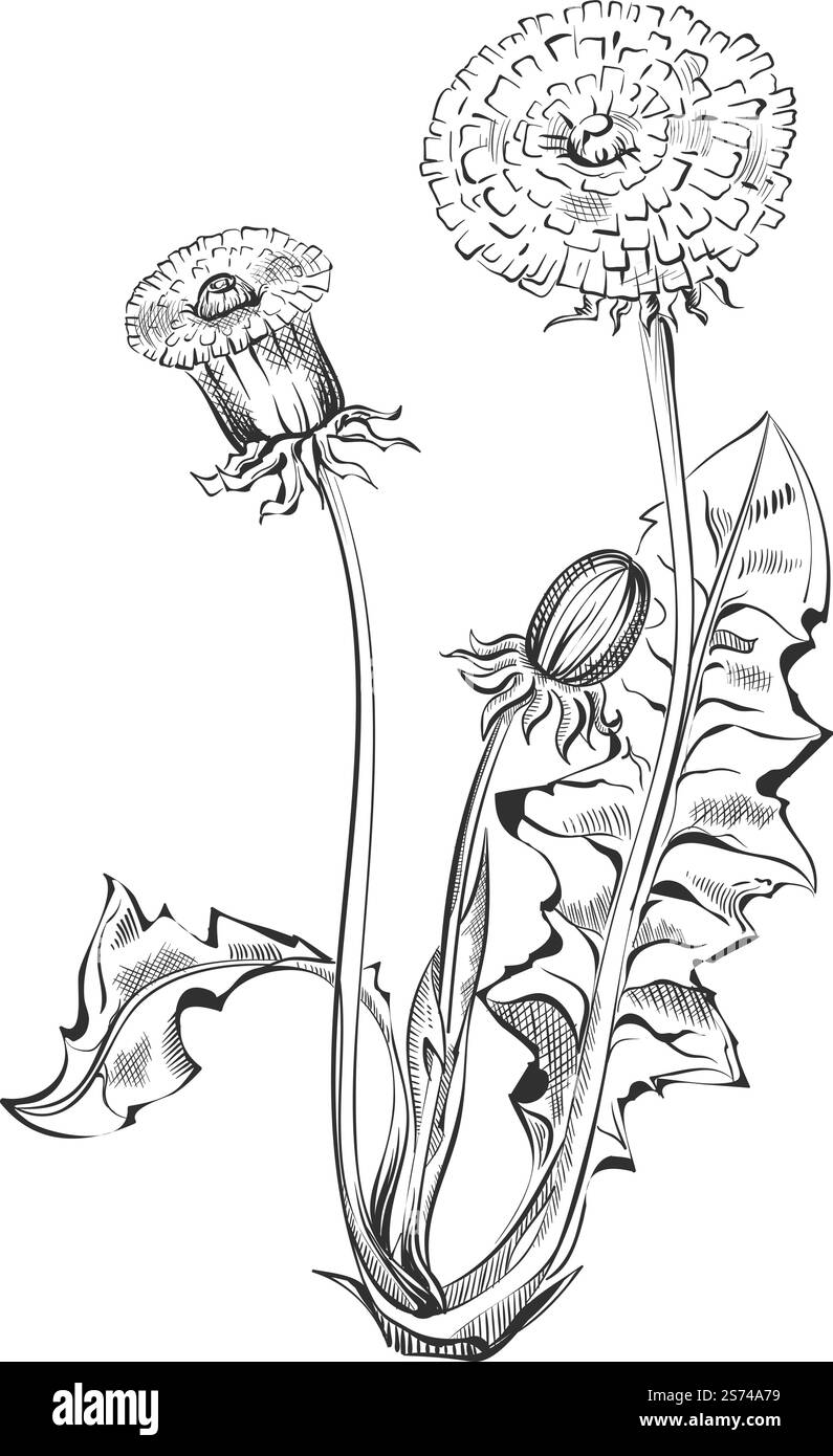 Botanische Pflanzendarstellung. Löwenzahn Skizze im Stich-Stil isoliert auf weißem Hintergrund. Botanische Pflanzendarstellung. Löwenzahnskizze im Gravurstil Stock Vektor