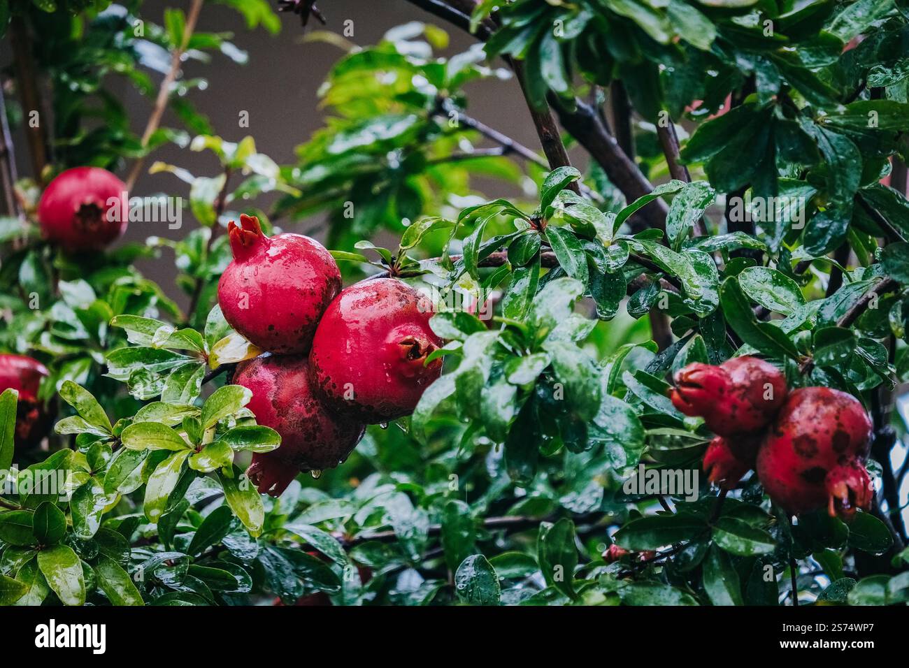 Reife Granatäpfel hängen an Ästen in den Straßen von Telavi, Georgia Stockfoto