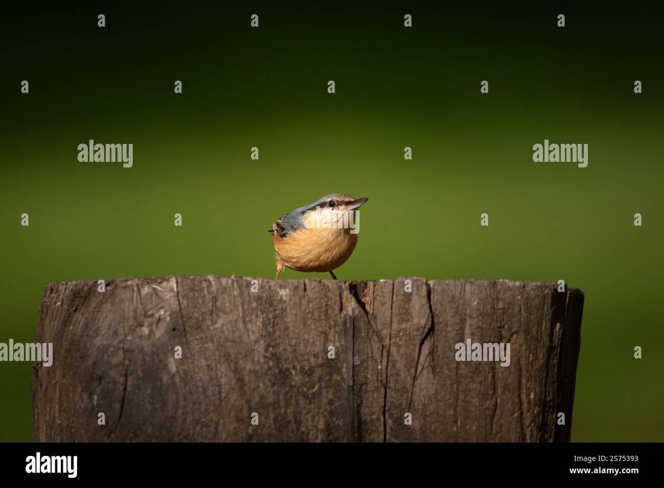 Eine Eurasische Nuthatch (Sitta europaea), die auf einem Baumstamm mit einem sauberen, verschwommenen Hintergrund thront. Stockfoto