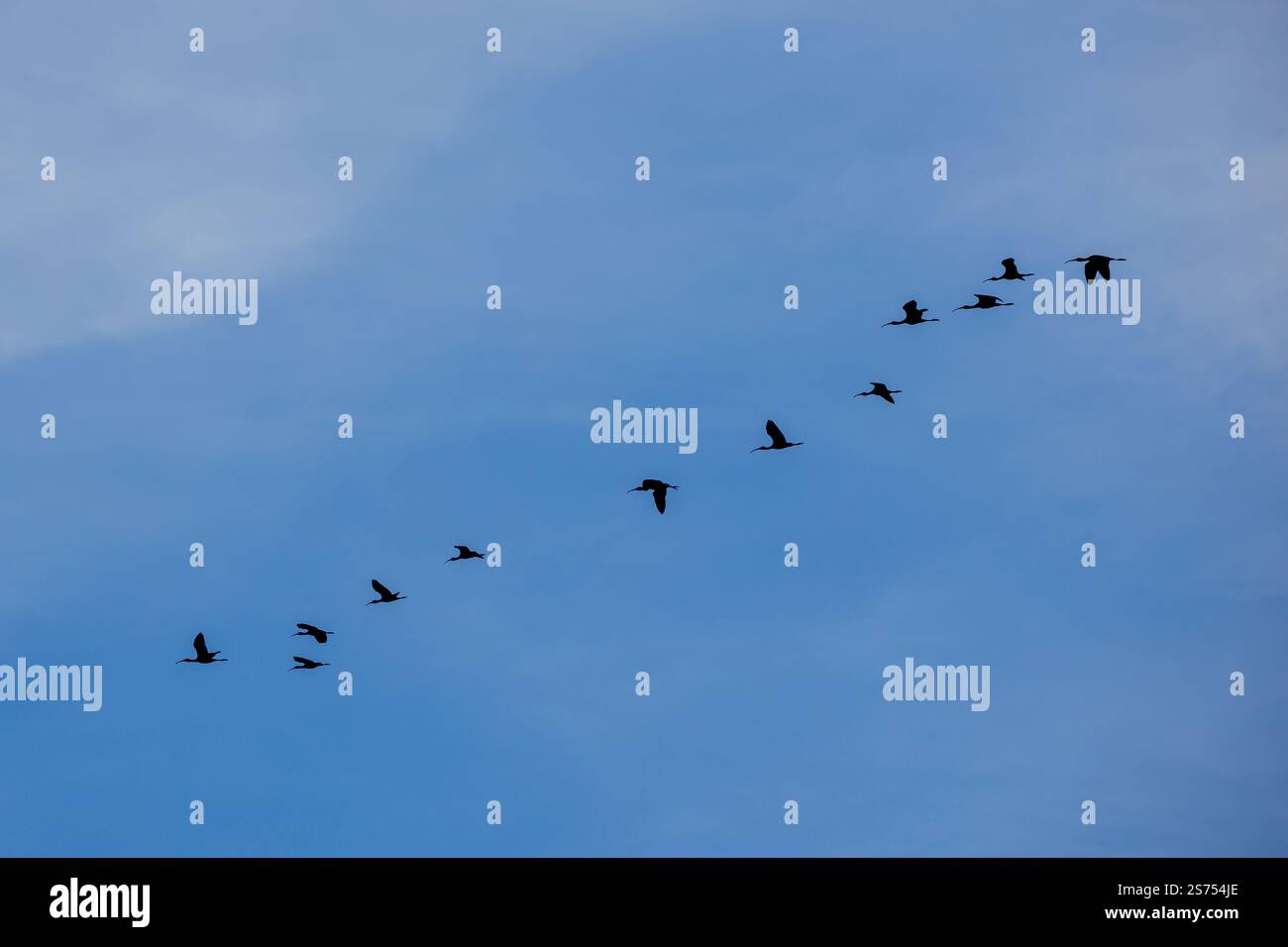 Schar von weißgesichtigen Ibis (Plegadis chihi) am blauen Himmel. Stockfoto