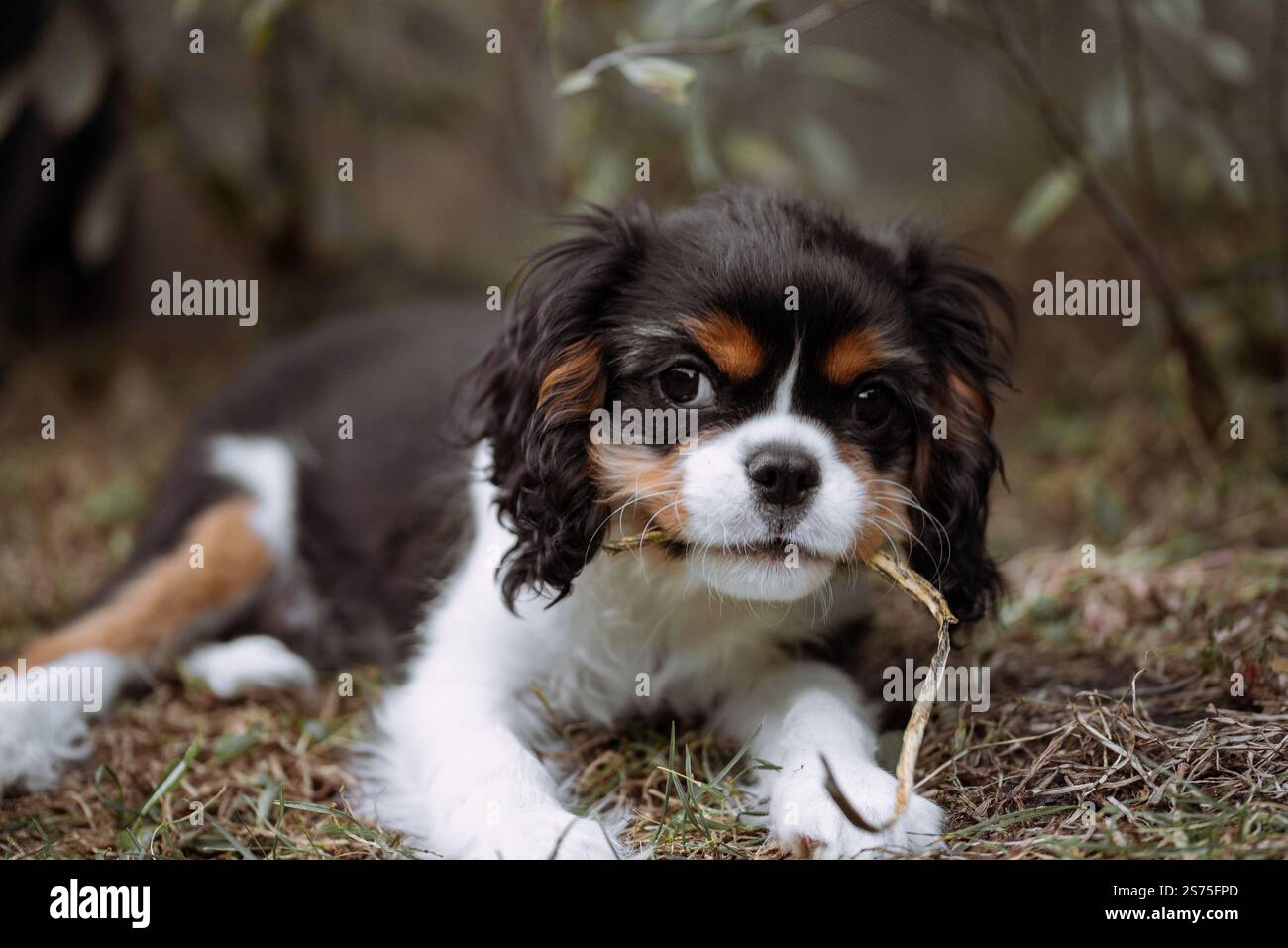 Porträt des Kavalierhundwelpen. Kavalierkönig charles Spaniel mit Blume im Mund im Garten Stockfoto