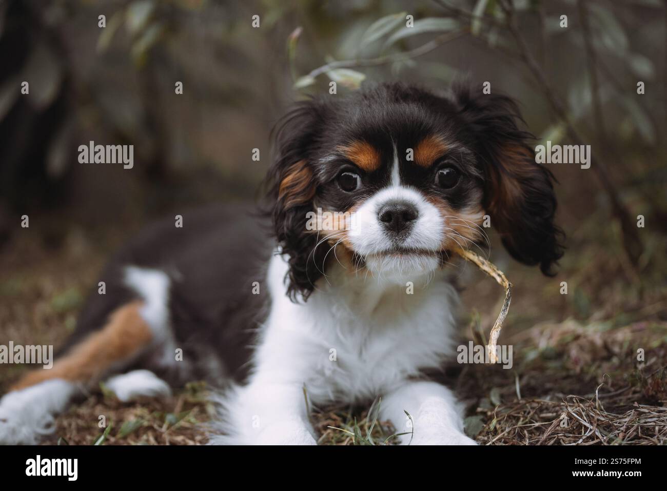 Porträt des Kavalierhundwelpen. Kavalierkönig charles Spaniel mit Blume im Mund im Garten Stockfoto