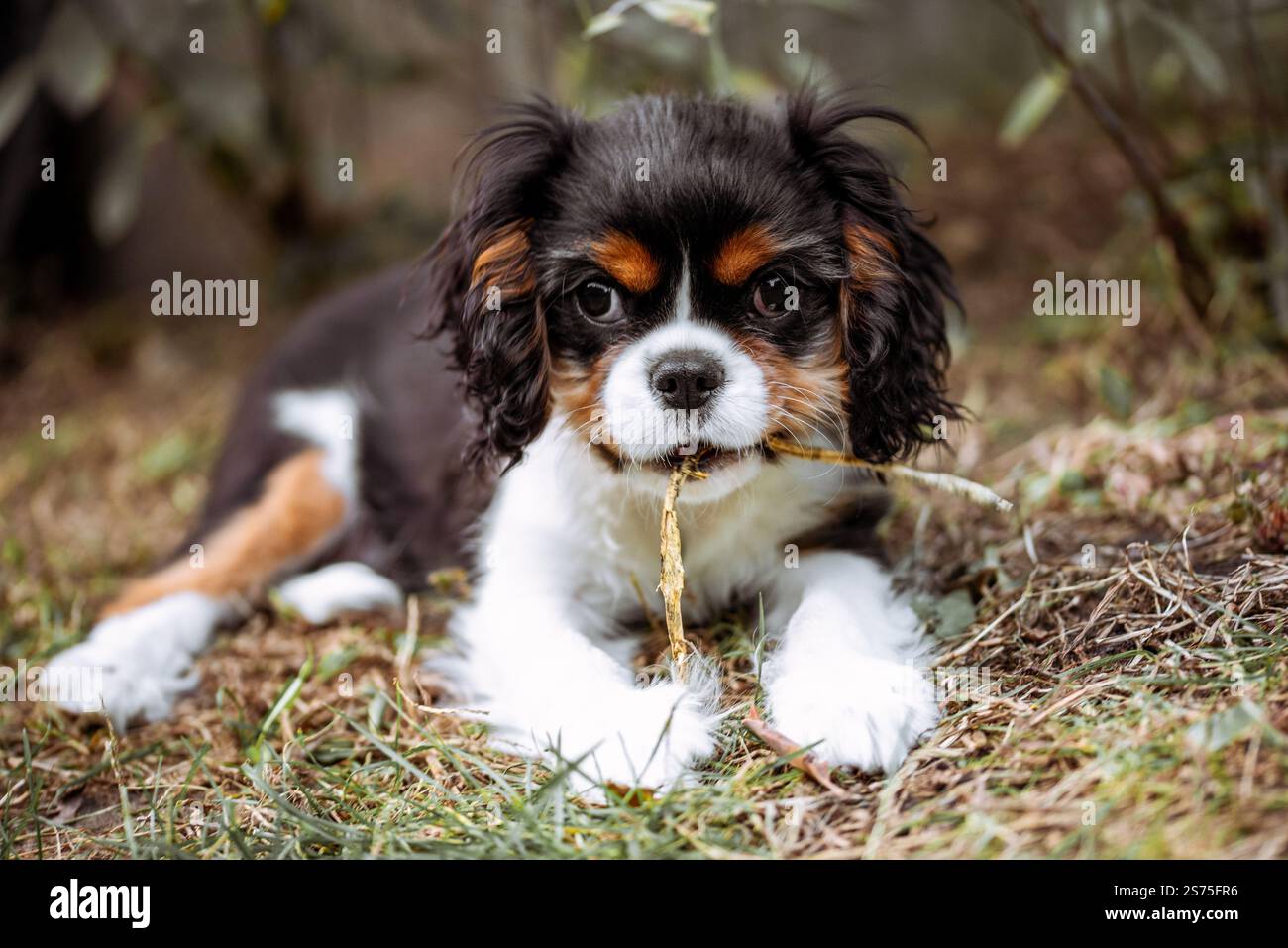 Porträt des Kavalierhundwelpen. Kavalierkönig charles Spaniel mit Blume im Mund im Garten Stockfoto