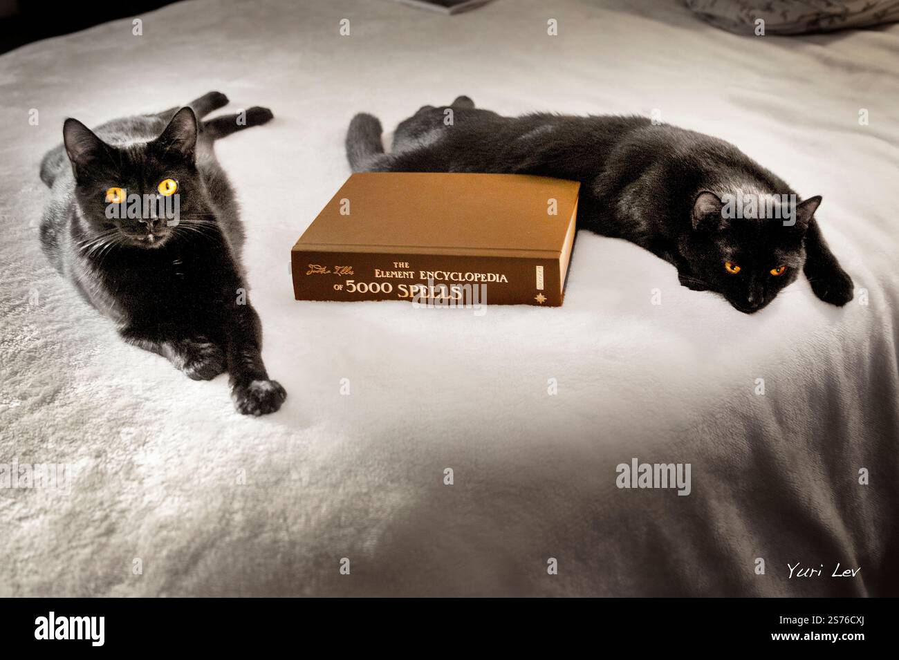 Zwei schwarze Katzen liegen auf einem Bett mit einem Zauberbuch. Stockfoto