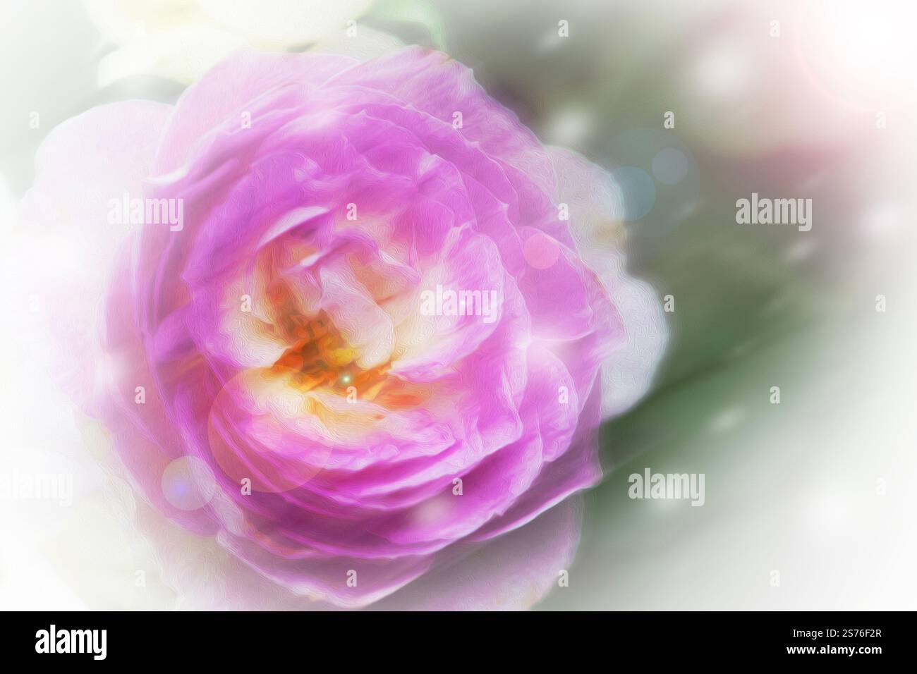 Retuschieren Sie ein Foto, das wie ein Ölgemälde einer rosa Rose aussieht, während Sie Regentropfen und Wind berühren, die sich verwischen. Stockfoto