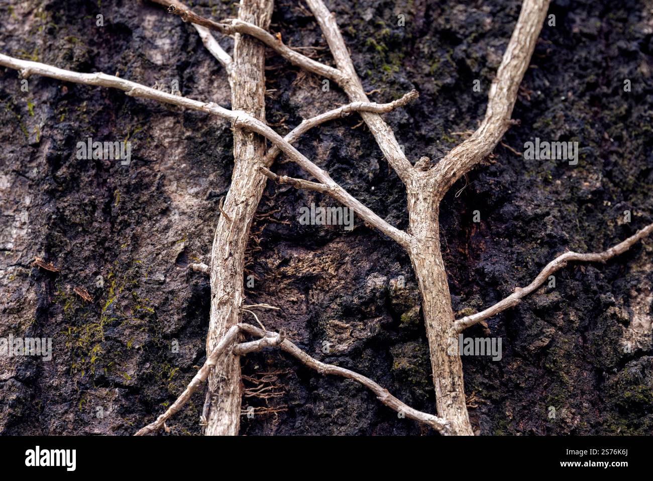 Abstrakte Wurzelmuster von Reben auf Baumstamm - Brevard, North Carolina, USA Stockfoto