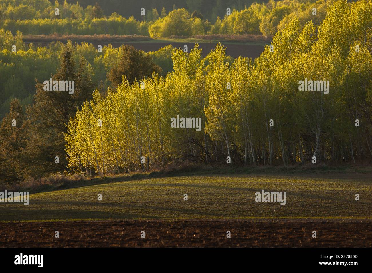Eine malerische Landschaft Wyoming zur goldenen Stunde, mit zitternden Espenbäumen und einer ruhigen natürlichen Umgebung. Perfekt für Naturfotografie. Stockfoto