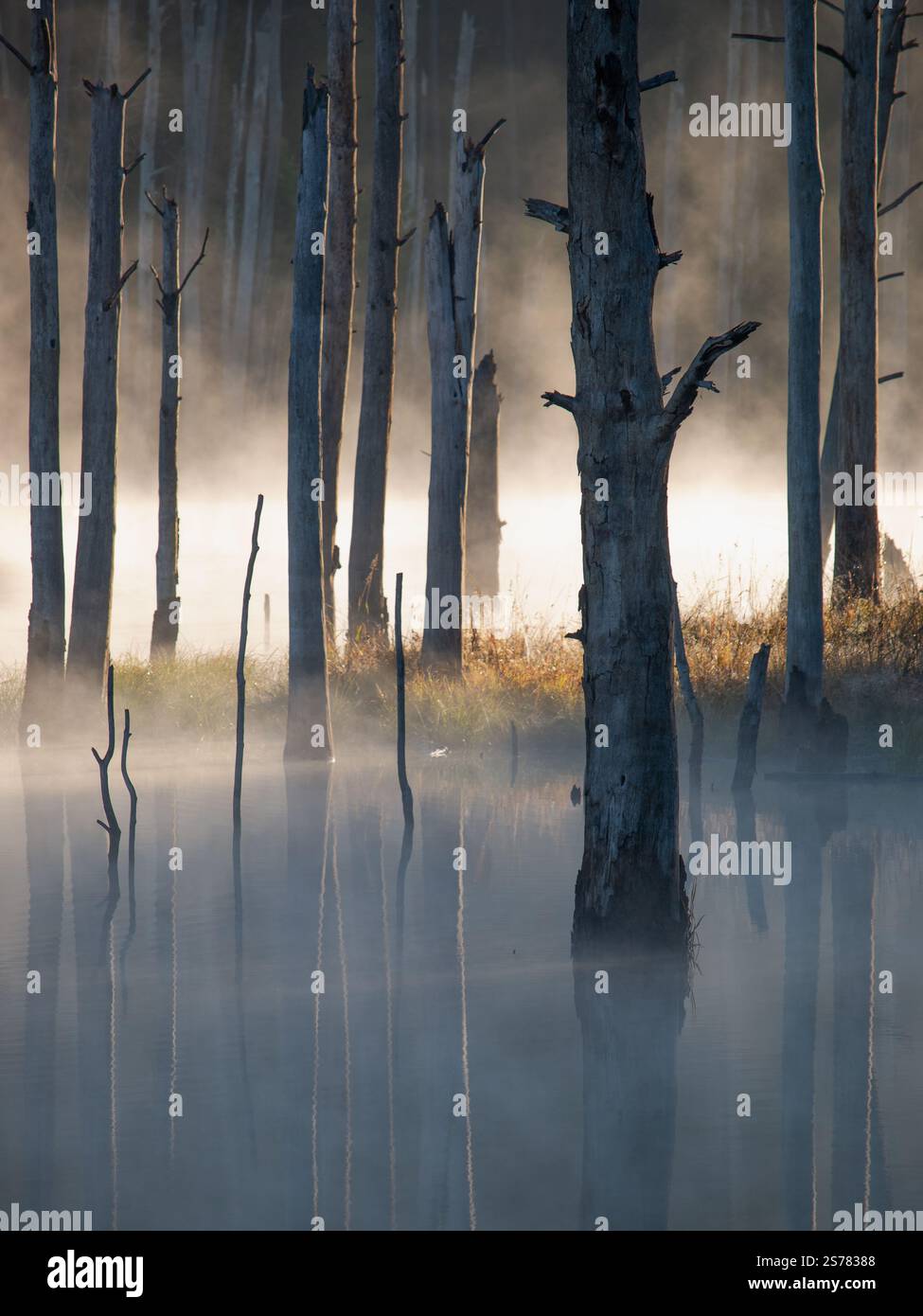 Ein nebeliger Morgendümpfe in North Carolina mit Bäumen und ruhigem Wasser. Eine ruhige und malerische Naturlandschaft, perfekt für Fotografien. Stockfoto