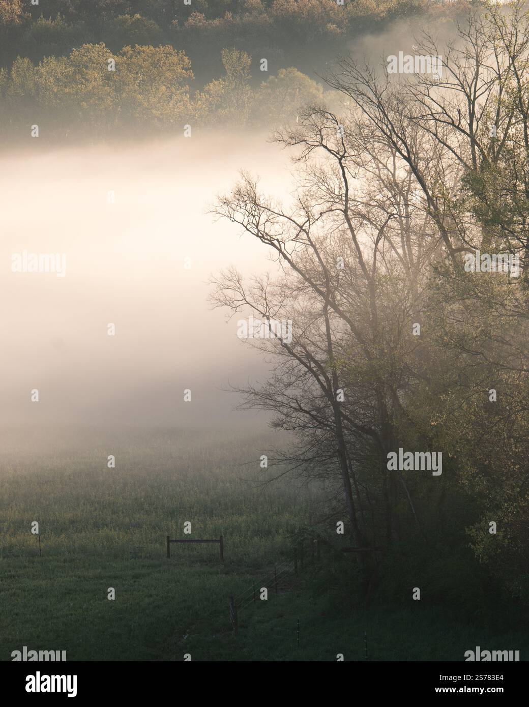 Ein nebeliger Morgen in North Carolina mit Bäumen und sanftem Licht in einer ruhigen Landschaft. Eine ruhige und malerische Aussicht, ideal für Naturfotografie. Stockfoto