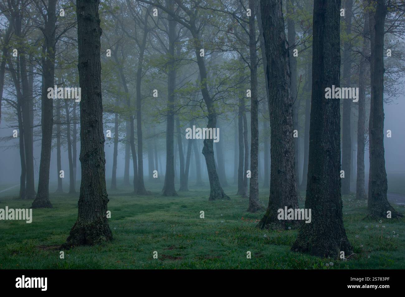 Eine dunkle, nebelige Landschaft im Suffolk County, Long Island, New York, mit stimmungsvollen Bäumen und einer geheimnisvollen, atmosphärischen Atmosphäre. Naturfotografie. Stockfoto