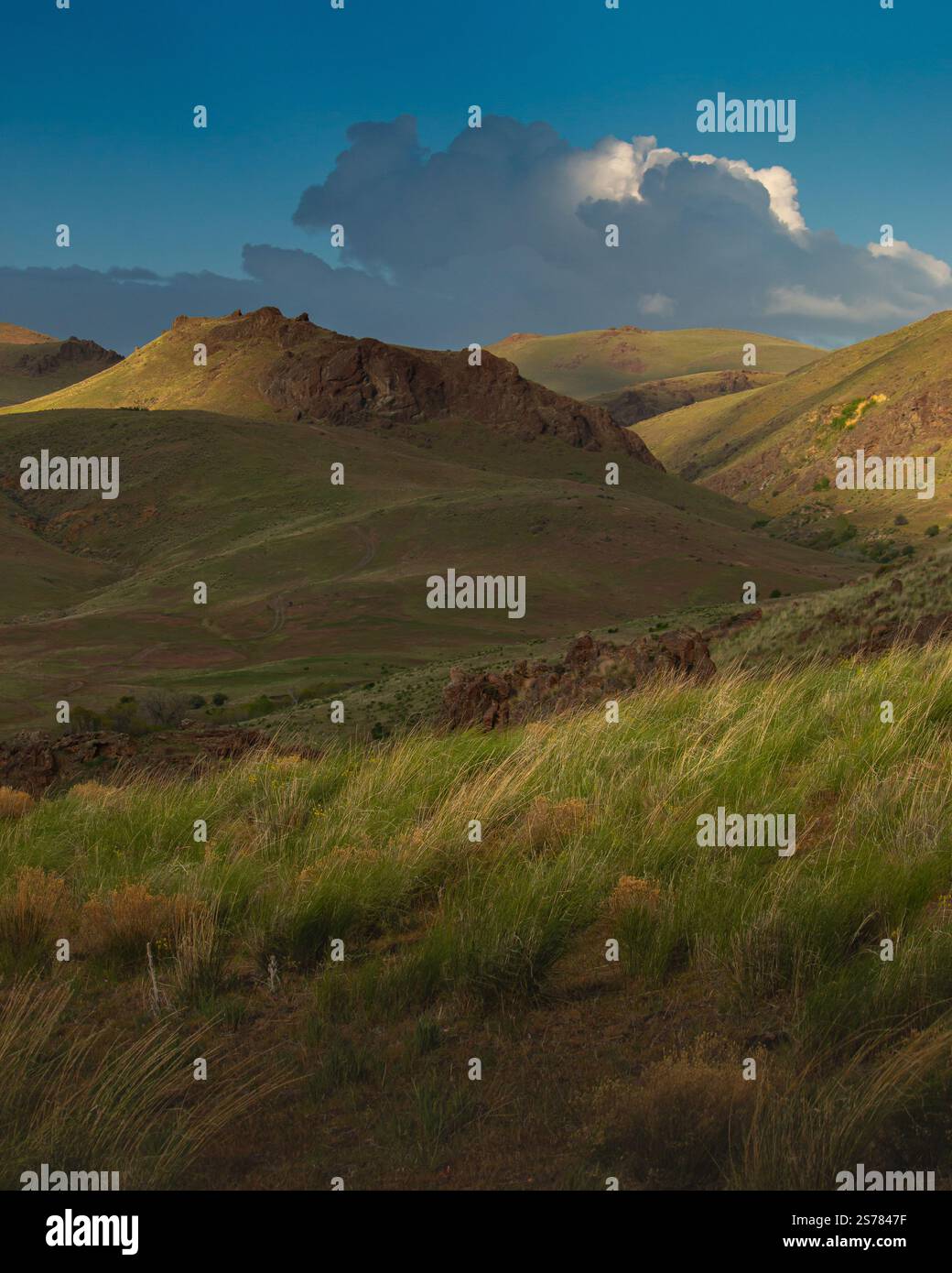 Ein malerischer Blick auf die Ebenen und Graslandschaften von Oregon mit weiten, offenen Feldern und natürlicher Schönheit. Runde Hügel und Gras im Vordergrund. Stockfoto