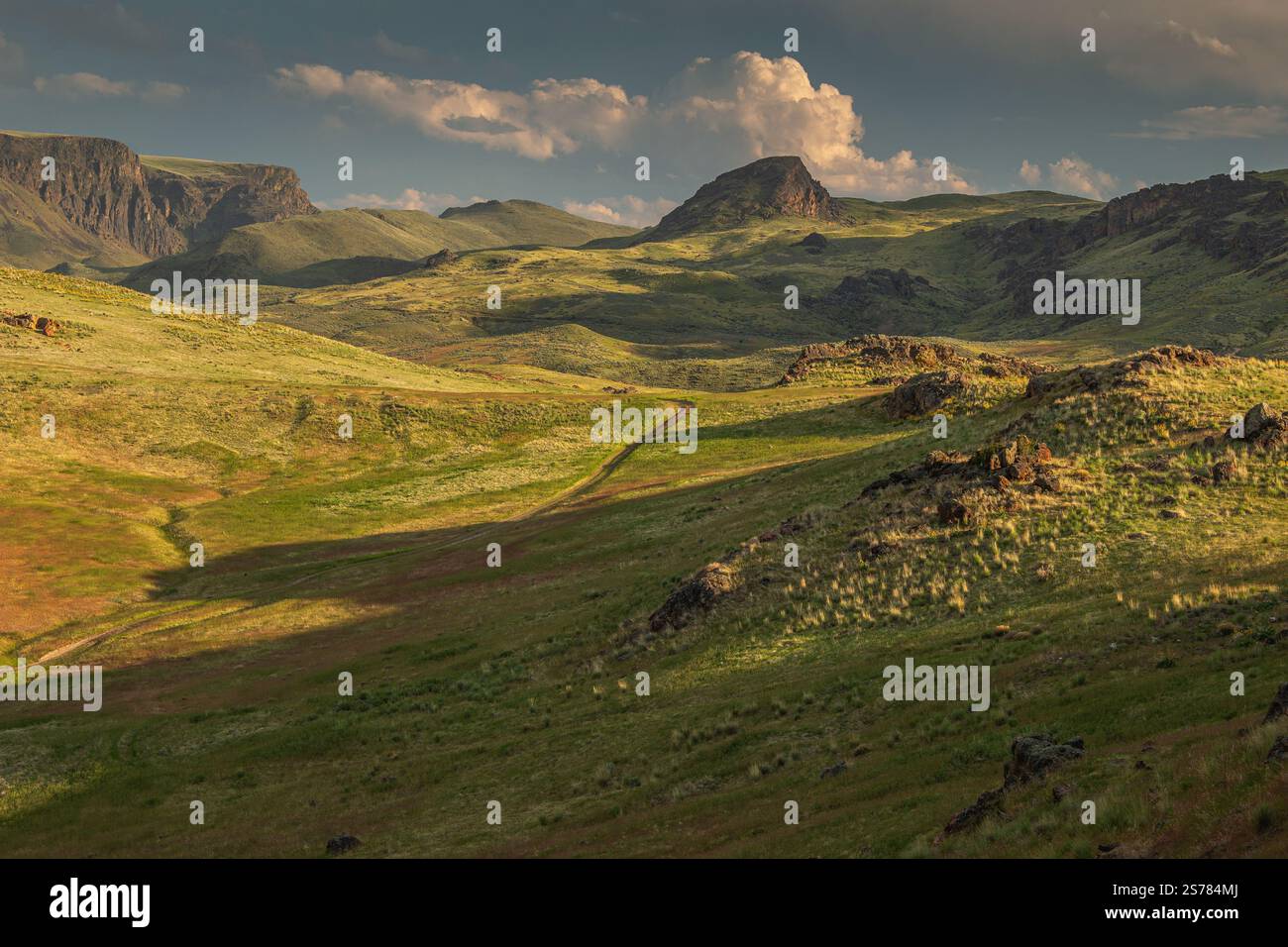 Ein malerischer Blick auf die lebendigen Ebenen und Graslandschaften von Oregon mit weiten, offenen Feldern und natürlicher Schönheit. Eine ruhige und zeitlose Naturlandschaft. Stockfoto