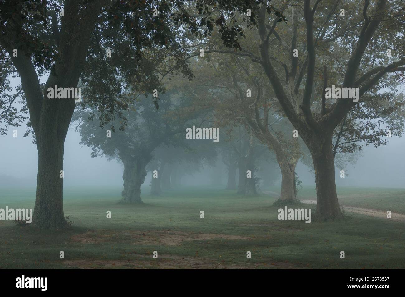 Eine nebelige, stimmungsvolle Landschaft auf Long Island, New York, mit dunklen Bäumen und einer ruhigen, geheimnisvollen Atmosphäre. Perfekt für dramatische Naturaufnahmen. Stockfoto