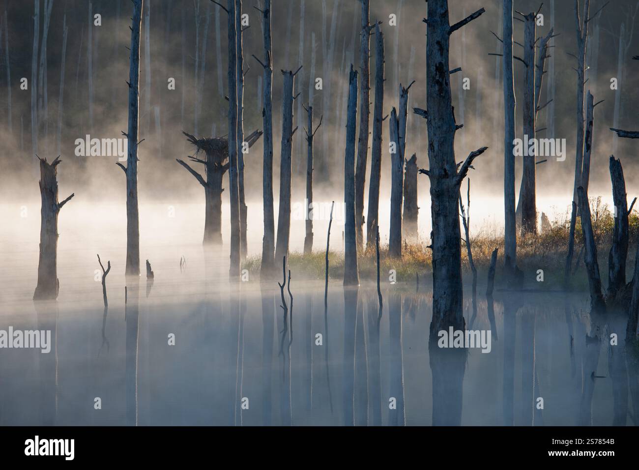 Ein nebeliger Morgen in einem Sumpfgebiet von North Carolina mit Bäumen und ruhigem Wasser. Eine ruhige und stimmungsvolle Naturszene, ideal für Landschaftsfotografie. Stockfoto