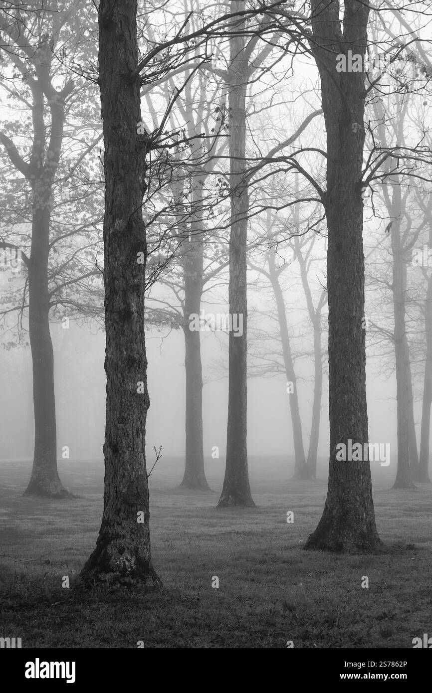 Eine schwarz-weiße Landschaft mit nebeligen Bäumen im Suffolk County, Long Island, New York, mit stimmungsvollen Tönen und heiterer, atmosphärischer Schönheit. Stockfoto