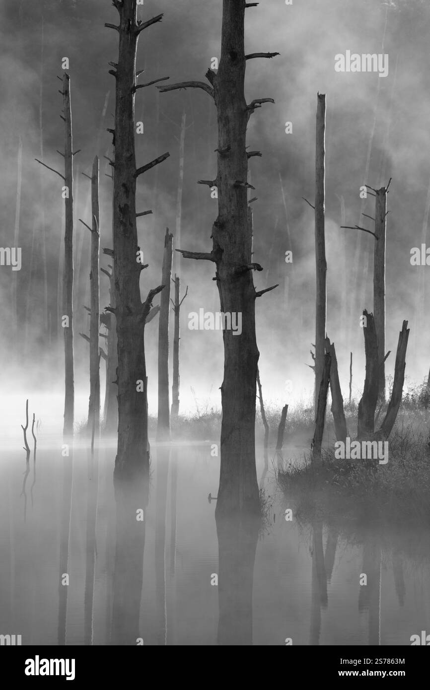 Eine schwarz-weiße Landschaft mit nebeligen Bäumen in einem Sumpfgebiet in North Carolina, die eine ruhige, stimmungsvolle Schönheit und ruhige Morgentöne bietet. Stockfoto