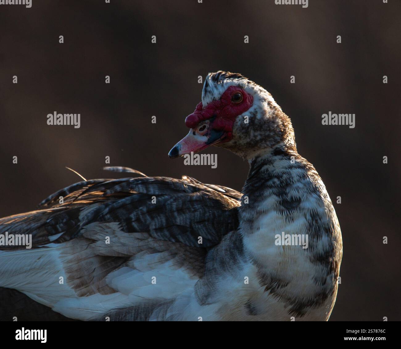 Ein Porträt einer Ente mit Hinterleuchtung, das die filigranen Federn und die ruhige Natur auf diesem atemberaubenden Tierfoto zeigt. Stockfoto