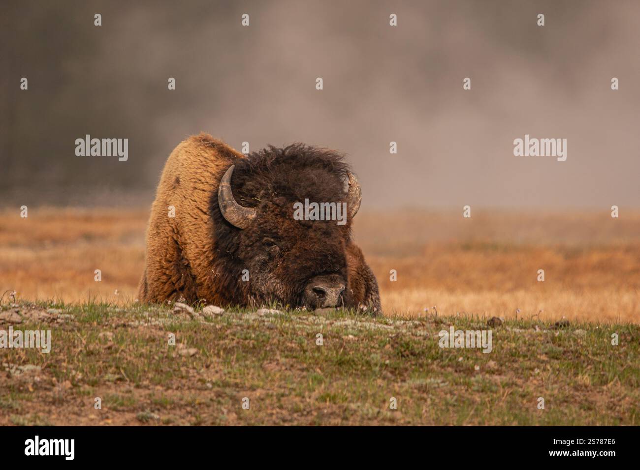 Ein Bison steht hoch mit dem nebligen Yellowstone-Nationalpark im Hintergrund, dessen kraftvolle Form sich von der sanften, atmosphärischen Szene abhebt. Stockfoto