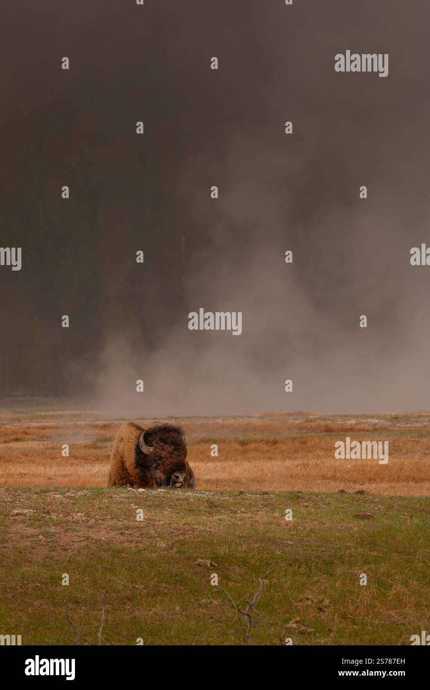Ein Bison steht hoch mit dem nebligen Yellowstone-Nationalpark im Hintergrund, dessen kraftvolle Form sich von der sanften, atmosphärischen Szene abhebt. Stockfoto