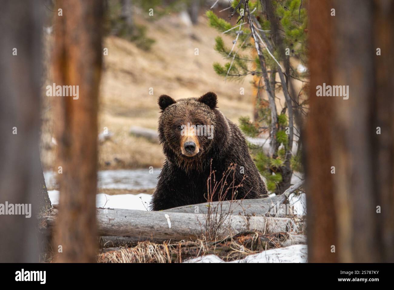 Im Yellowstone-Nationalpark zwischen zwei Vordergrundbäumen ist ein Bär in direktem Blickkontakt und fängt so einen intensiven Moment der Tierwelt ein. Stockfoto