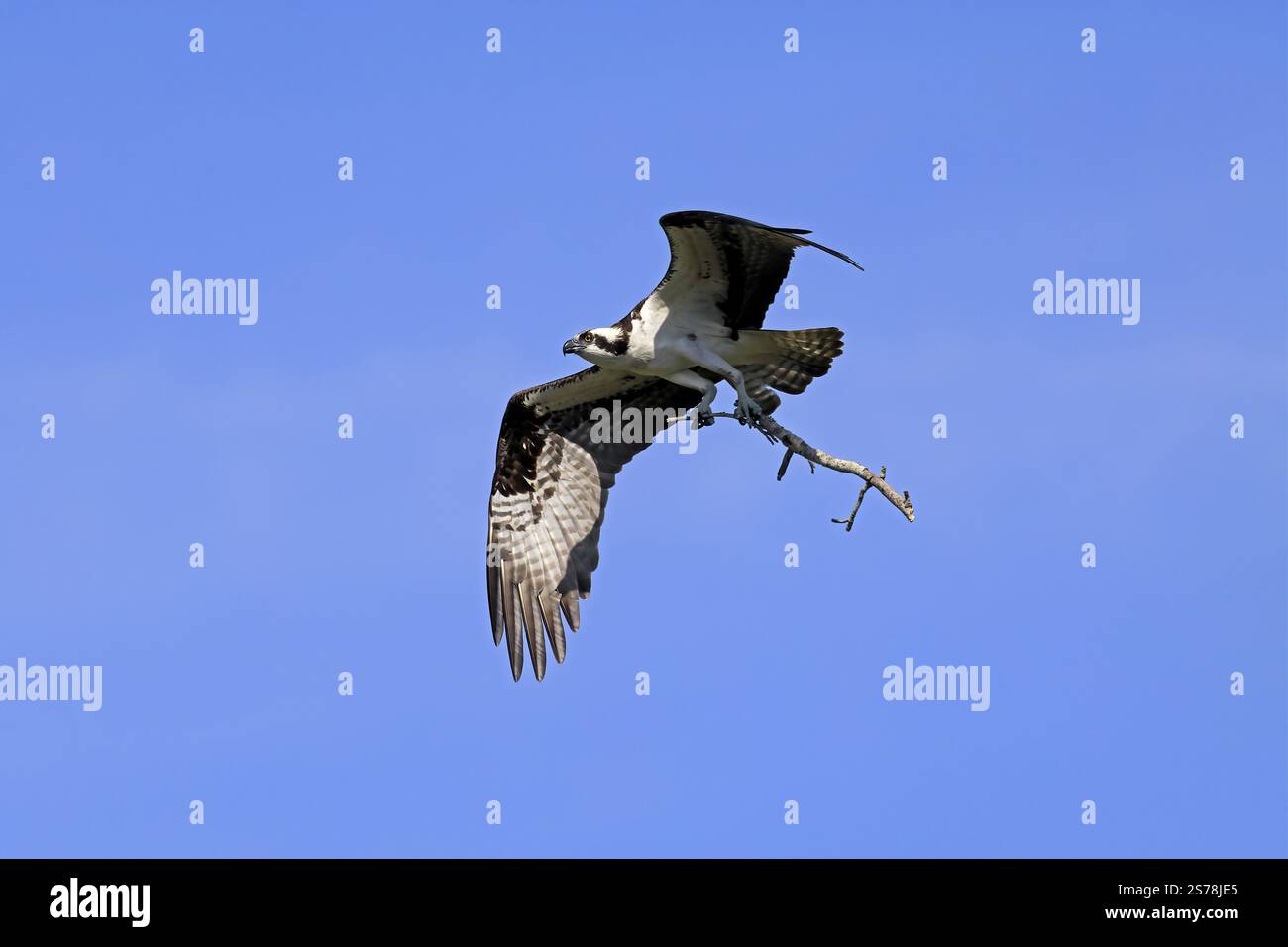 Osprey (Pandion haliaetus carolinensis), Erwachsener, fliegend, mit Nistmaterial, Paynes Prairie Preserve State Park, Florida, USA, Nordamerika Stockfoto