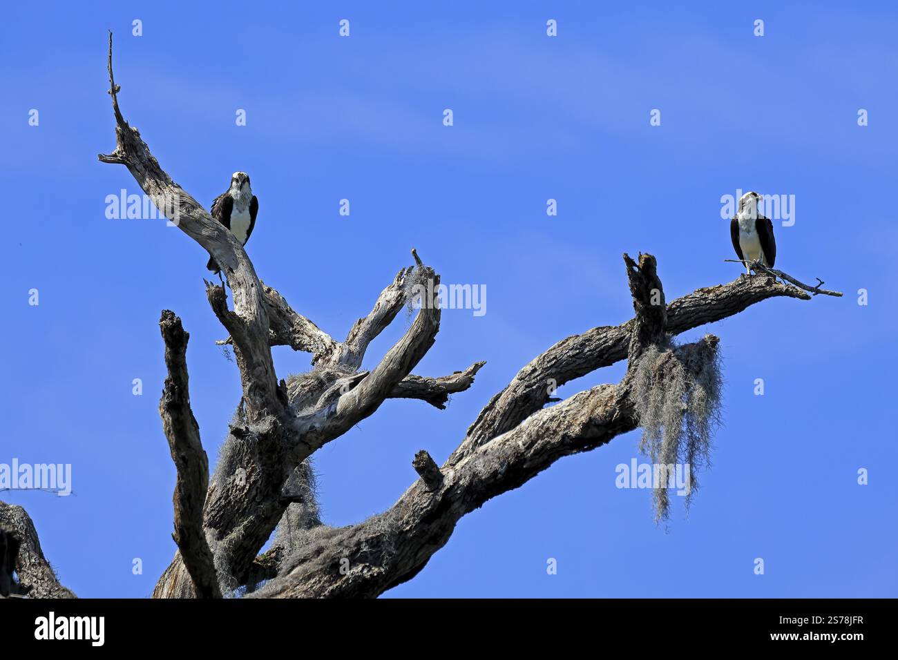 Osprey (Pandion haliaetus carolinensis), Erwachsene, Paar, auf Baum, Paynes Prairie Preserve State Park, Florida, USA, Nordamerika Stockfoto