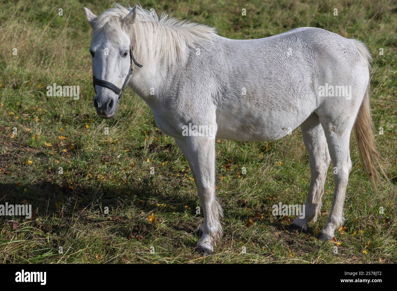 Weißreitpferd auf der Weide, Mecklenburg-Vorpommern, Deutschland, Europa Stockfoto