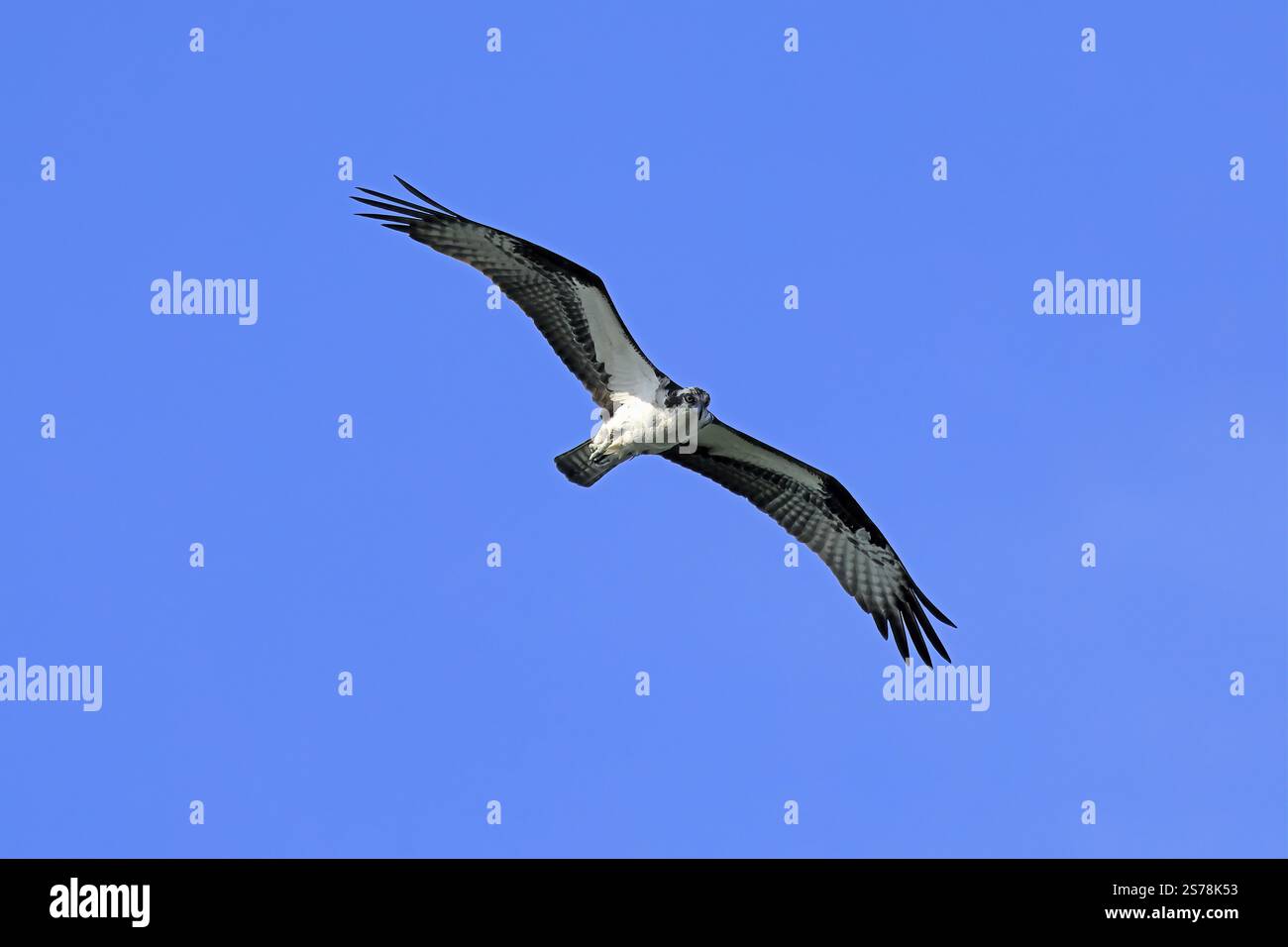 Osprey (Pandion haliaetus carolinensis), Erwachsener, fliegt, Paynes Prairie Preserve State Park, Florida, USA, Nordamerika Stockfoto