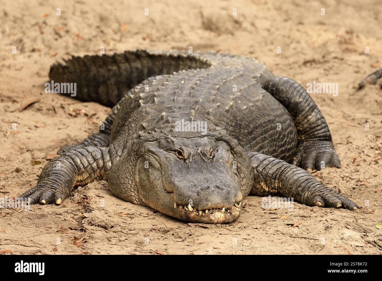 Mississippi Alligator (Alligator mississippiensis), Hecht Alligator, Erwachsene, liegend, freundlich, lächelnd, an Land, im Sand, Florida, USA, Nordamerika Stockfoto