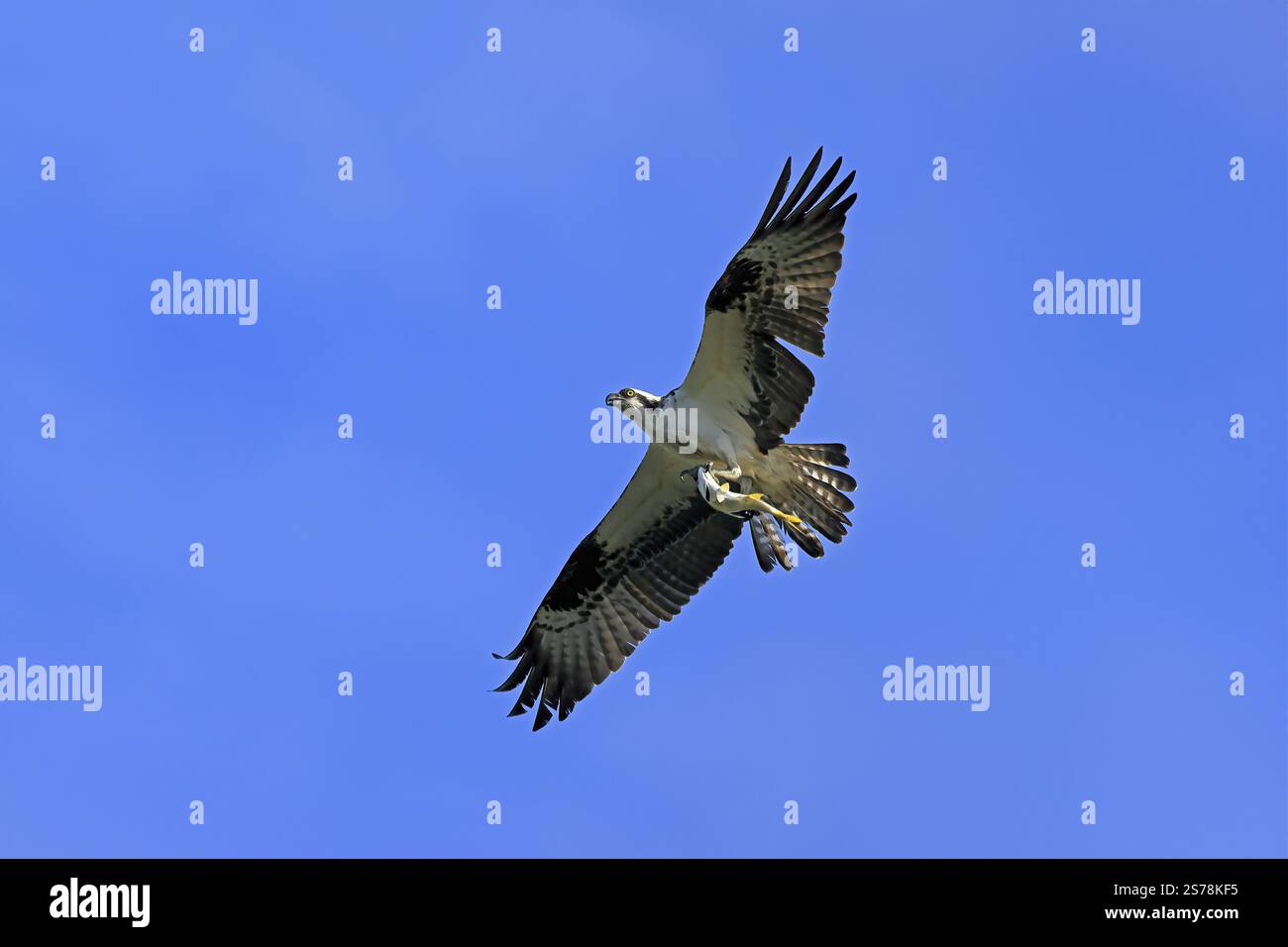 Osprey (Pandion haliaetus carolinensis), adulte, fliegende, mit Beute, mit Fischen, Paynes Prairie Preserve State Park, Florida, USA, Nordamerika Stockfoto