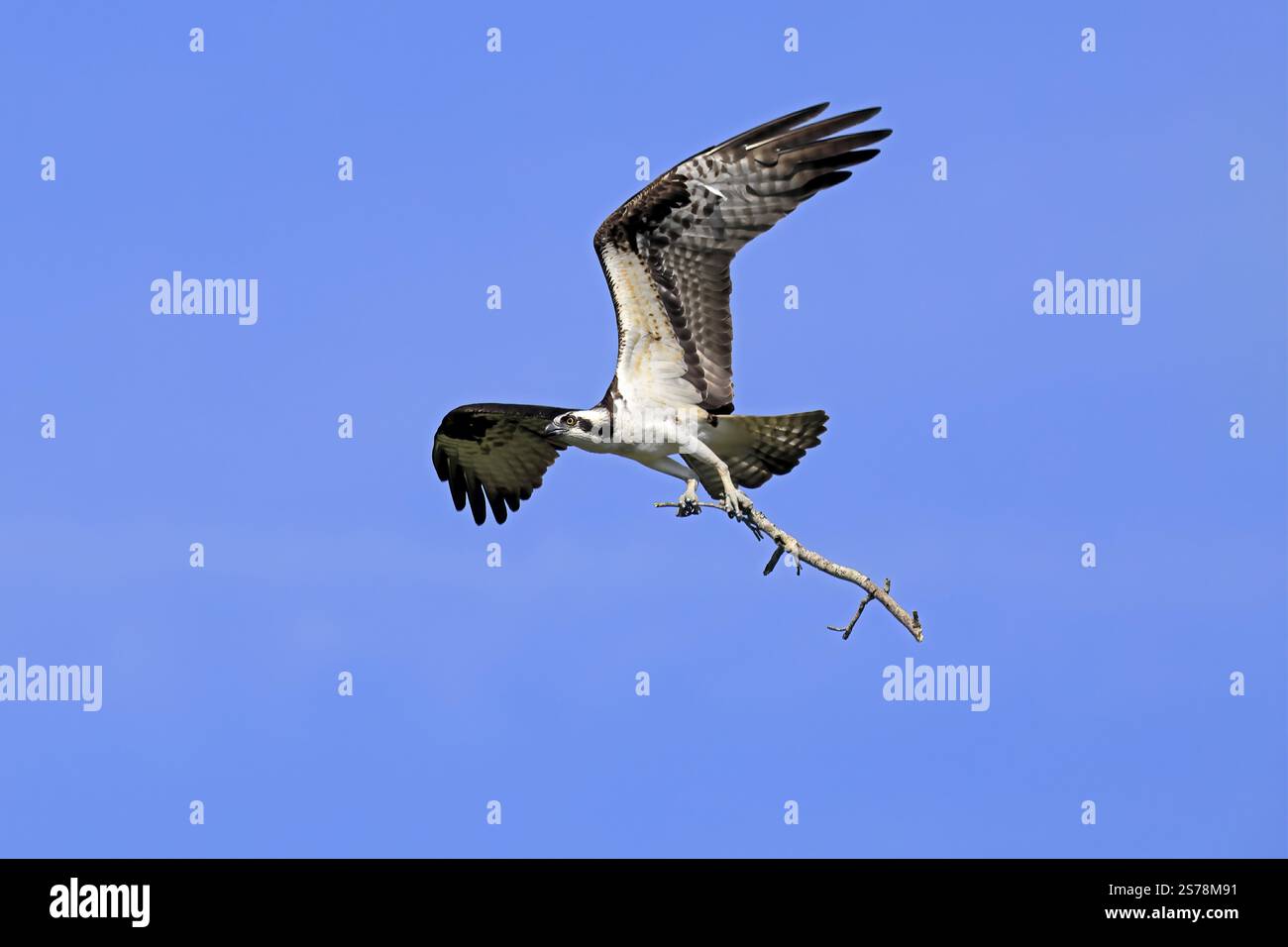 Osprey (Pandion haliaetus carolinensis), Erwachsener, fliegend, mit Nistmaterial, Paynes Prairie Preserve State Park, Florida, USA, Nordamerika Stockfoto