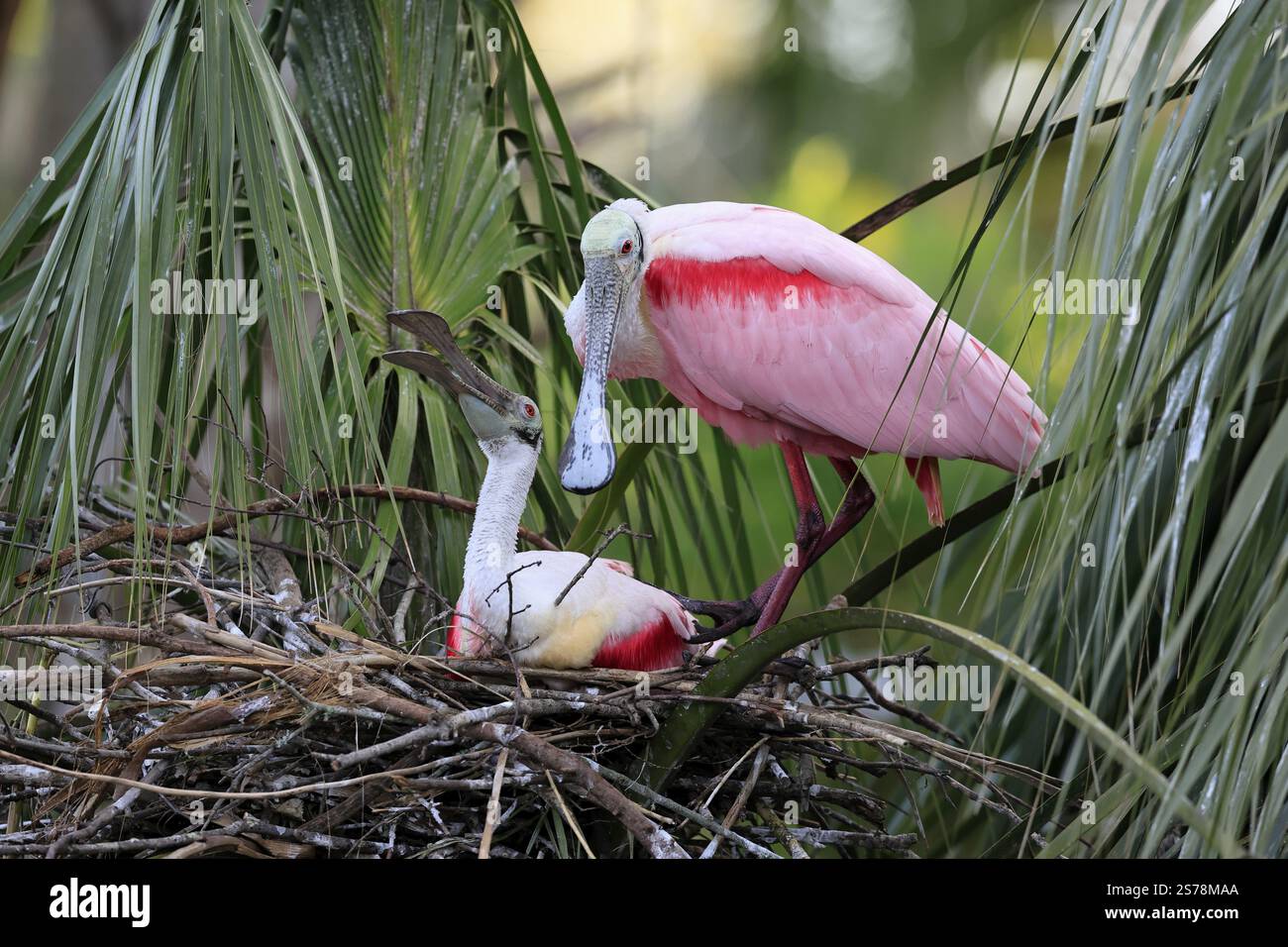 Rosenlöffelschnabel (Platalea ajaja), ausgewachsen, Paar, am Nest, Zucht, am Brutplatz, am Baum, Sozialverhalten, St. Augustine, Florida, Nordamerika Stockfoto