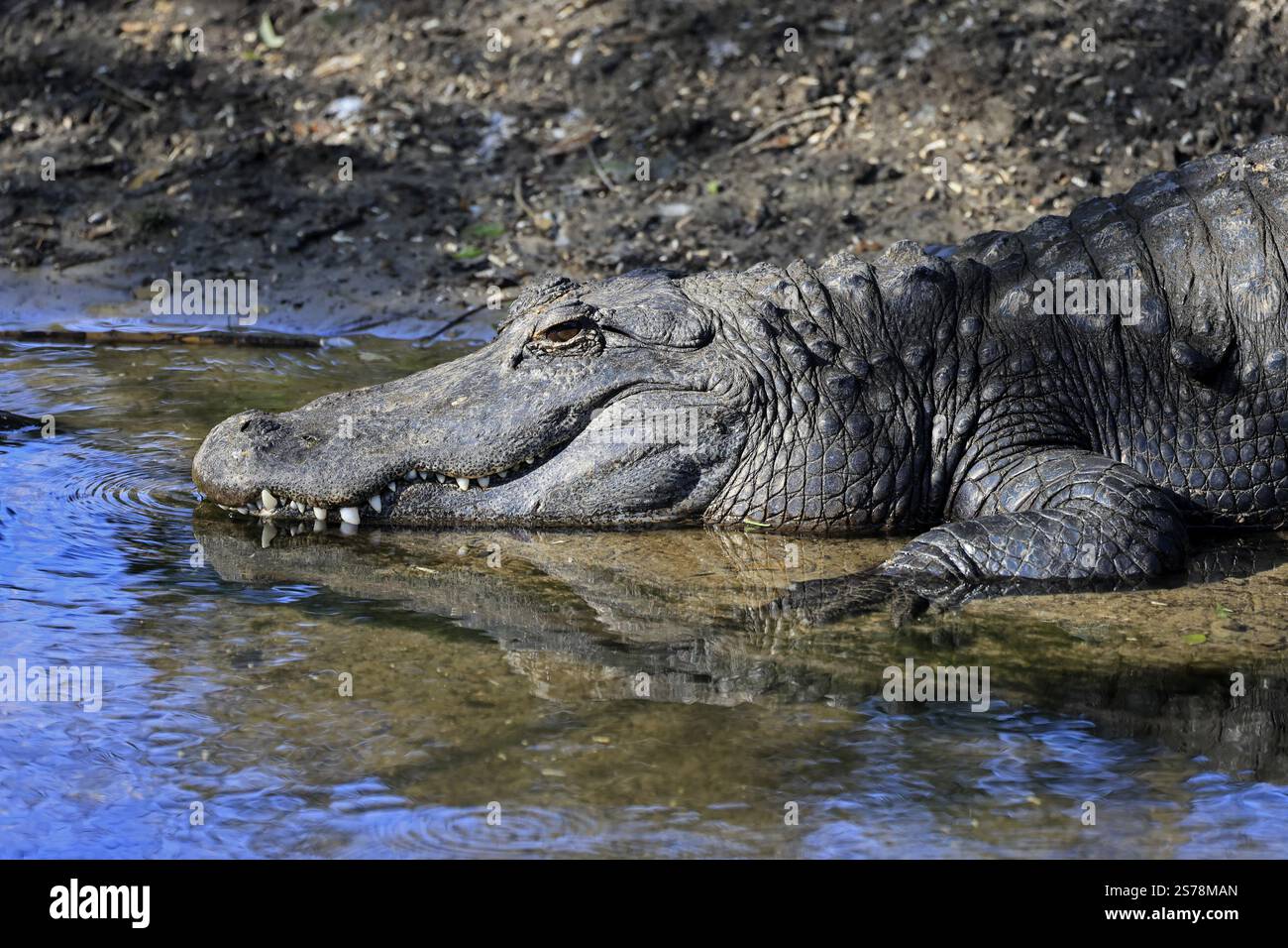 Mississippi Alligator (Alligator mississippiensis), Hecht Alligator, Erwachsene, freundlich, Porträt, lächelnd, am Wasser, Florida, USA, Nordamerika Stockfoto