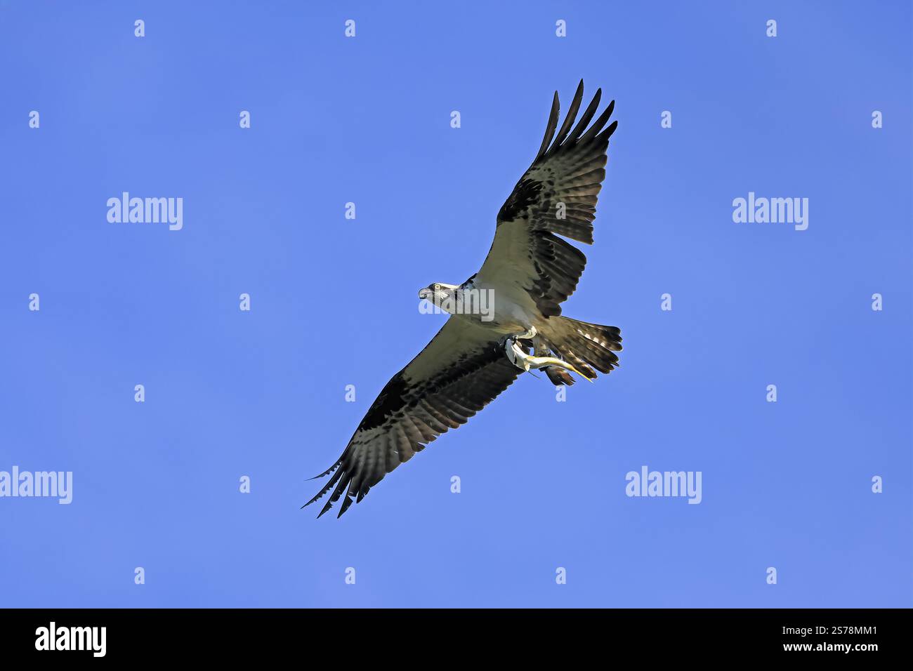 Osprey (Pandion haliaetus carolinensis), adulte, fliegende, mit Beute, mit Fischen, Paynes Prairie Preserve State Park, Florida, USA, Nordamerika Stockfoto