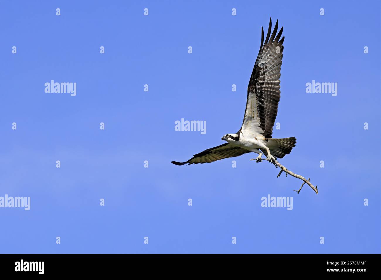Osprey (Pandion haliaetus carolinensis), Erwachsener, fliegend, mit Nistmaterial, Paynes Prairie Preserve State Park, Florida, USA, Nordamerika Stockfoto