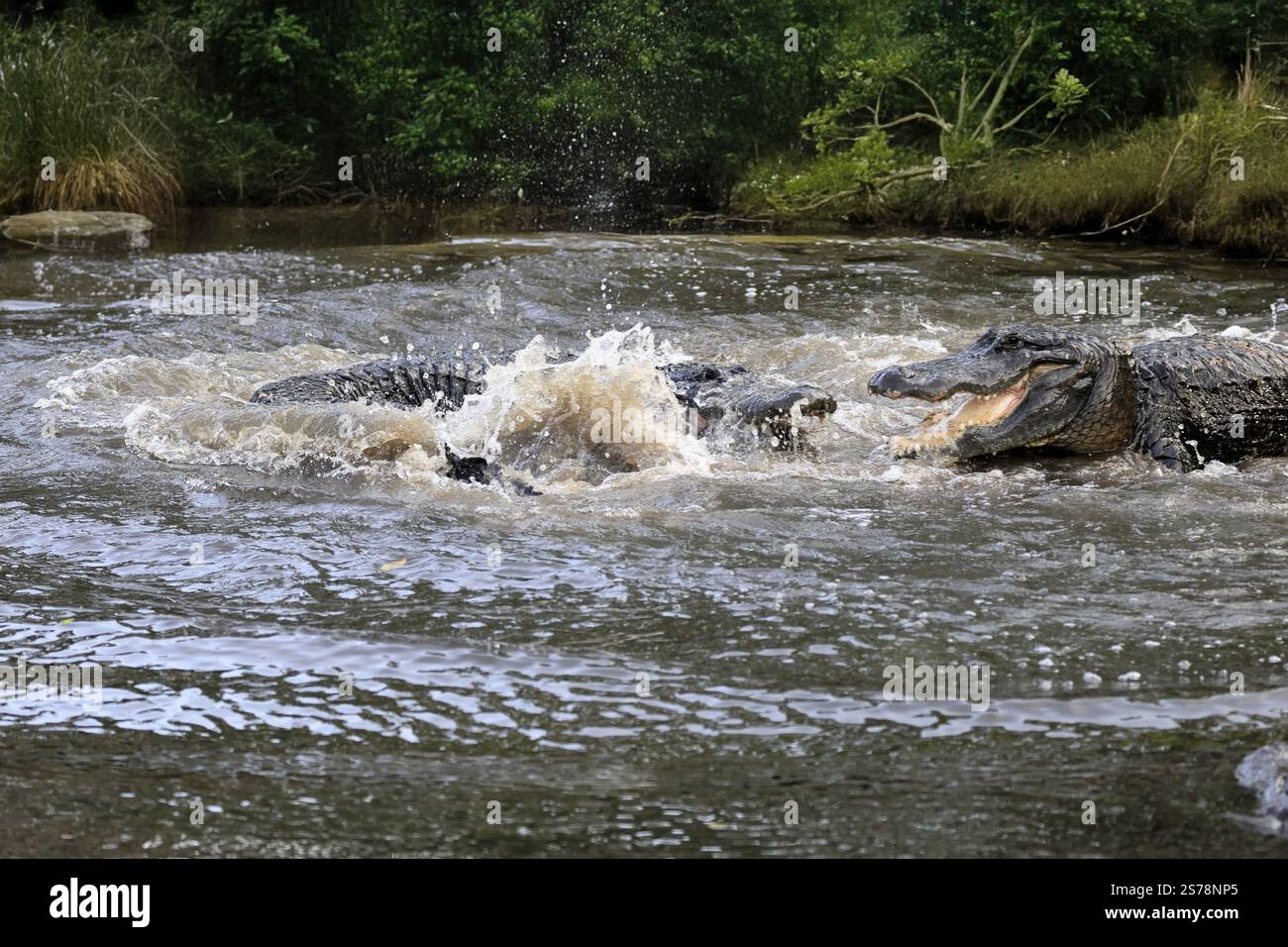 Mississippi Alligator (Alligator mississippiensis), Hecht Alligator, Erwachsene, männlich, zwei männliche, im Wasser, Florida, USA, Nordamerika Stockfoto