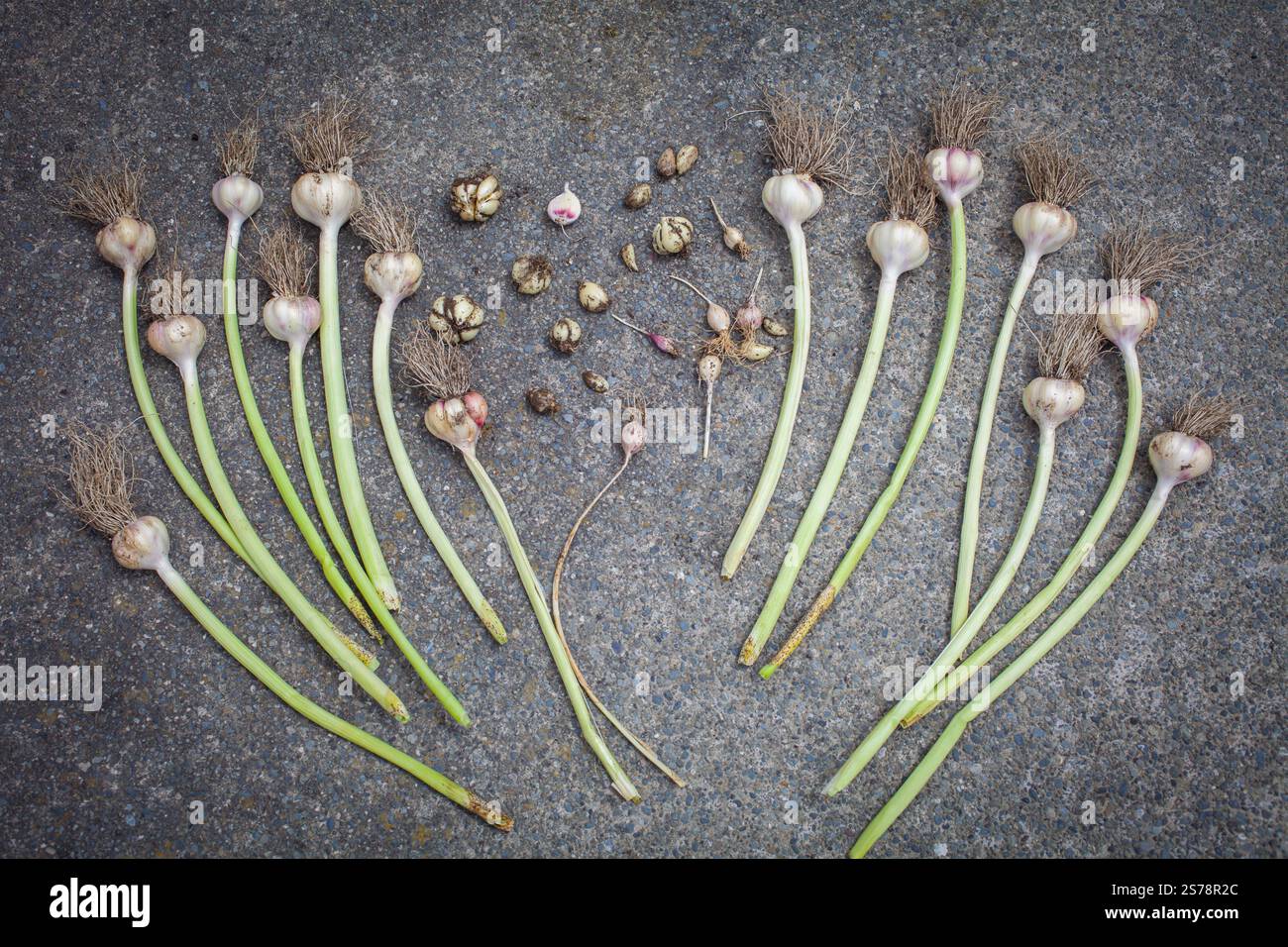 Ein Blick auf das Leben in Neuseeland: Wundervolle Bio-Lebensmittel, die in meinem Essgarten angebaut werden. Ein kleiner Teil der Knoblauchernte dieser Saison. Stockfoto