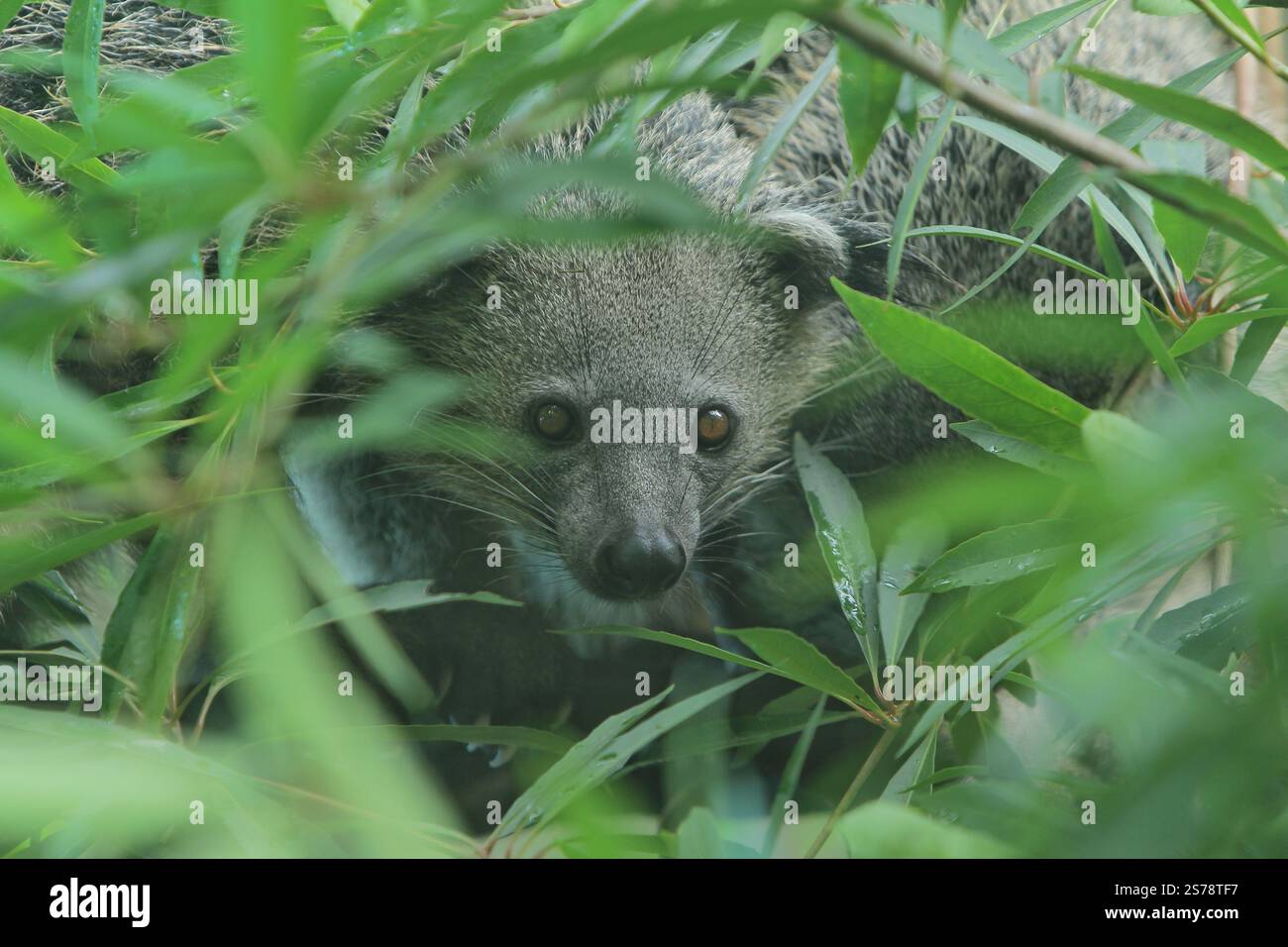 Ein Binturong sticht durch die Blätter Stockfoto