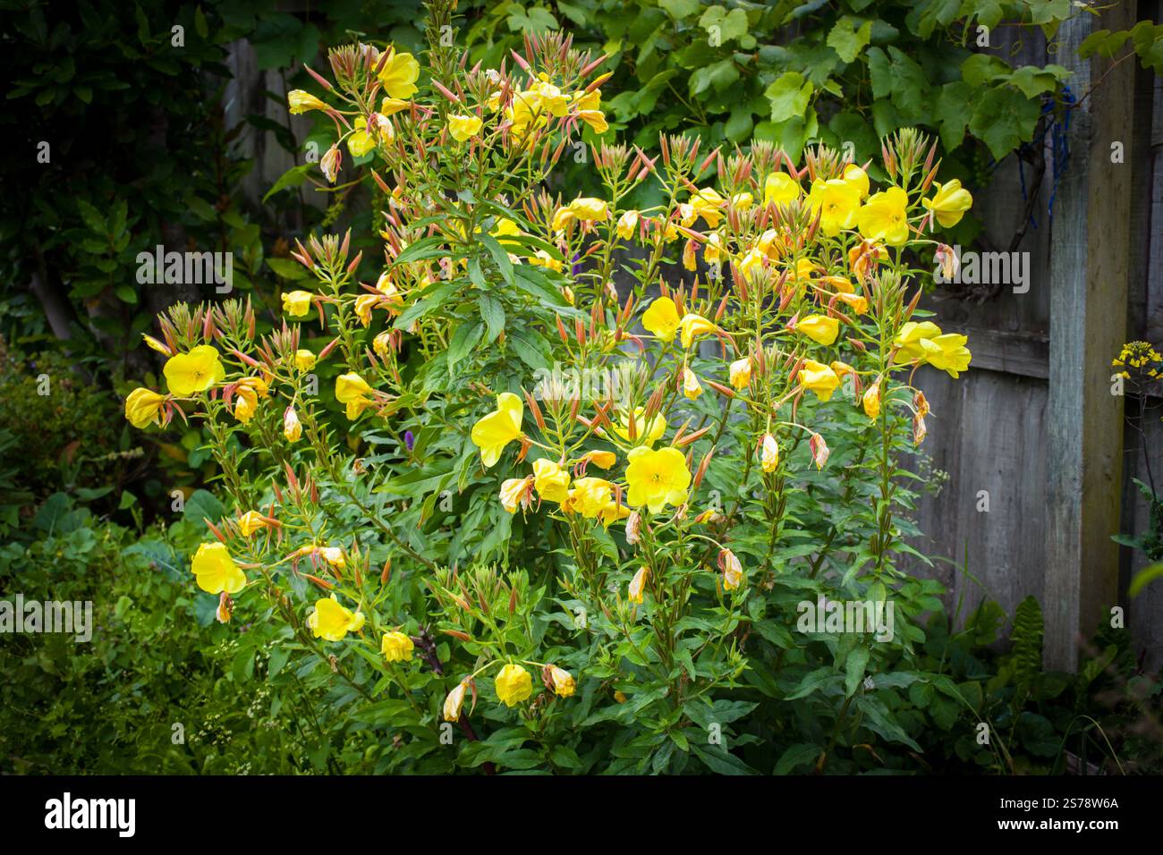 Ein Blick auf das Leben in Neuseeland: Wundervolle Bio-Lebensmittel, die in meinem Essgarten angebaut werden. Stockfoto