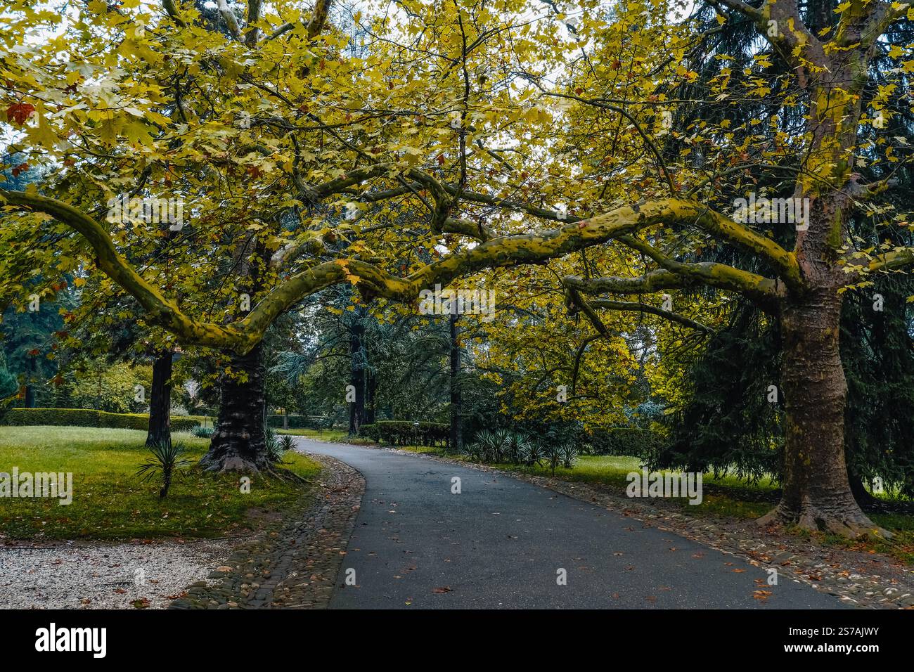 Der Park und Garten des Tsinandali Estate in Kakheti (Georgien) im Herbst, mit Herbstlaub Stockfoto