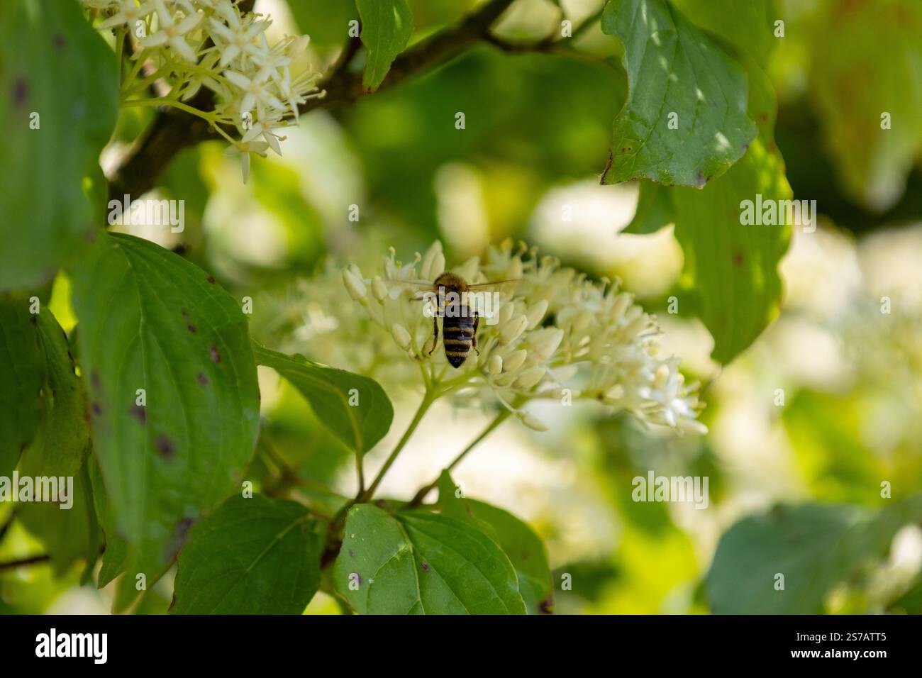 Cornus sanguinea - rote Hundepflanze mit Blüte und vollem Blatt. Cornus drummondii, mit winzigen weißen Blüten. Blühender Sträucher von Cornus Kontroverse in den s Stockfoto