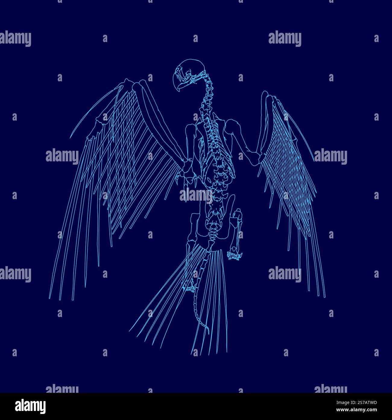 Blaue Zeichnung eines Vogelskeletts. Das Skelett ist sehr detailliert und realistisch dargestellt, wobei jeder Knochen deutlich sichtbar ist Stock Vektor