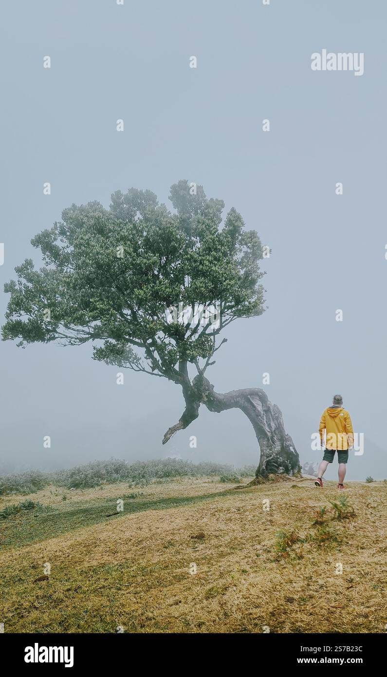 Ein Mann in einer gelben Jacke steht in einem nebeligen Fanal-Wald in Madeira in Portugal in der Nähe eines einzigartigen einsamen Baumes und schafft eine ruhige und geheimnisvolle Atmosphäre Stockfoto