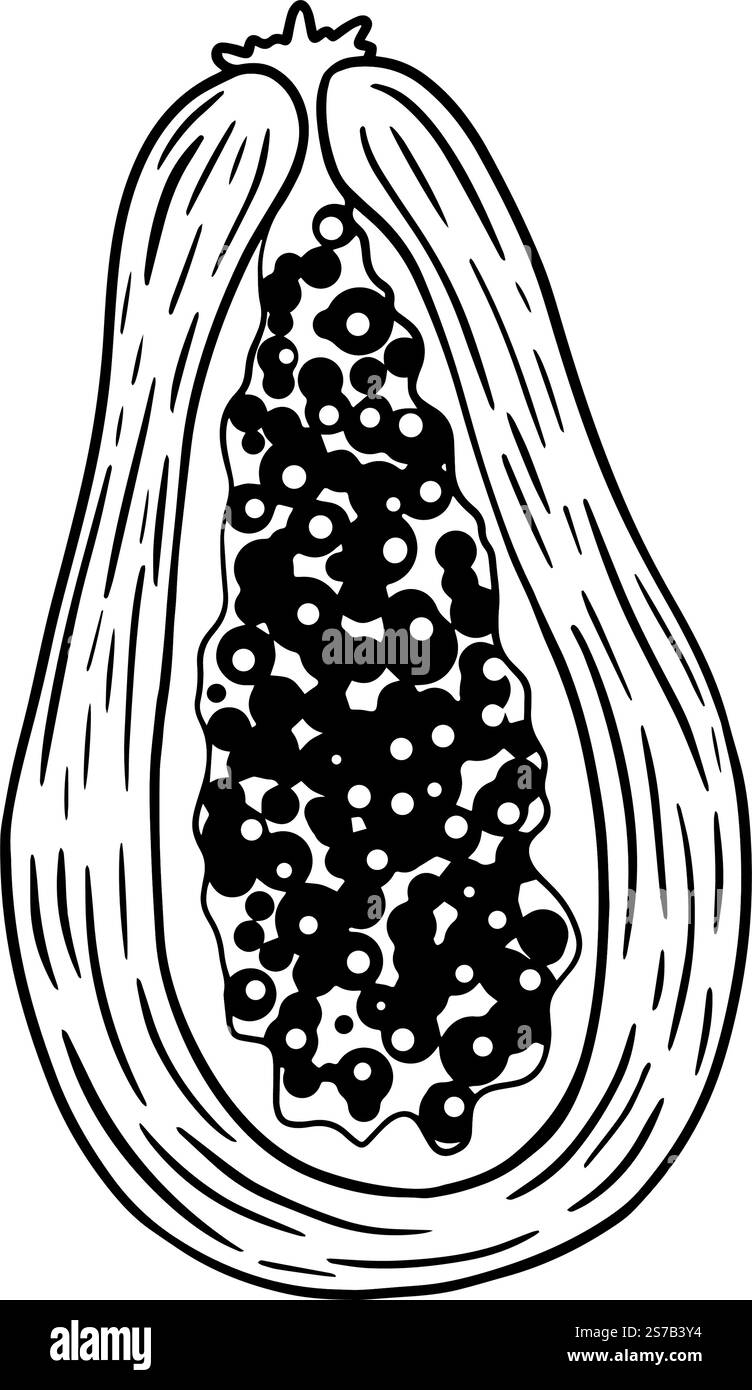 Eine aufwändig detaillierte Strichkunst-Darstellung einer halben Papaya, die ihre inneren Samen und äußere Textur wunderschön zeigt. Handgezeichnete Grafiken für die Gestaltung von Websites, Artikeln, Broschüren, Etiketten oder Werbung. Stock Vektor
