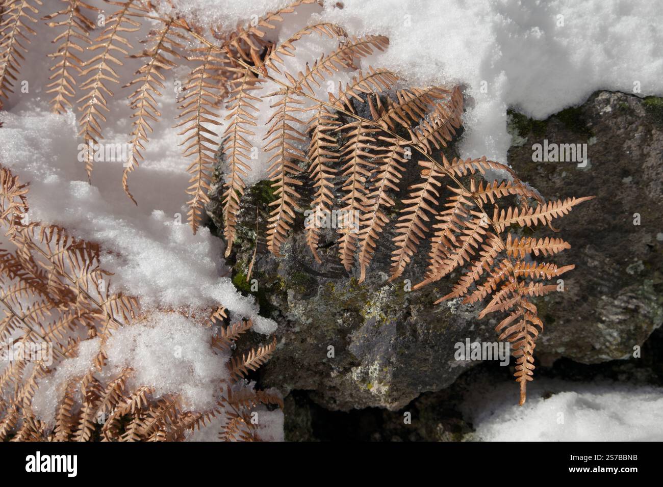 Farn winter -Fotos und -Bildmaterial in hoher Auflsung  Alamy