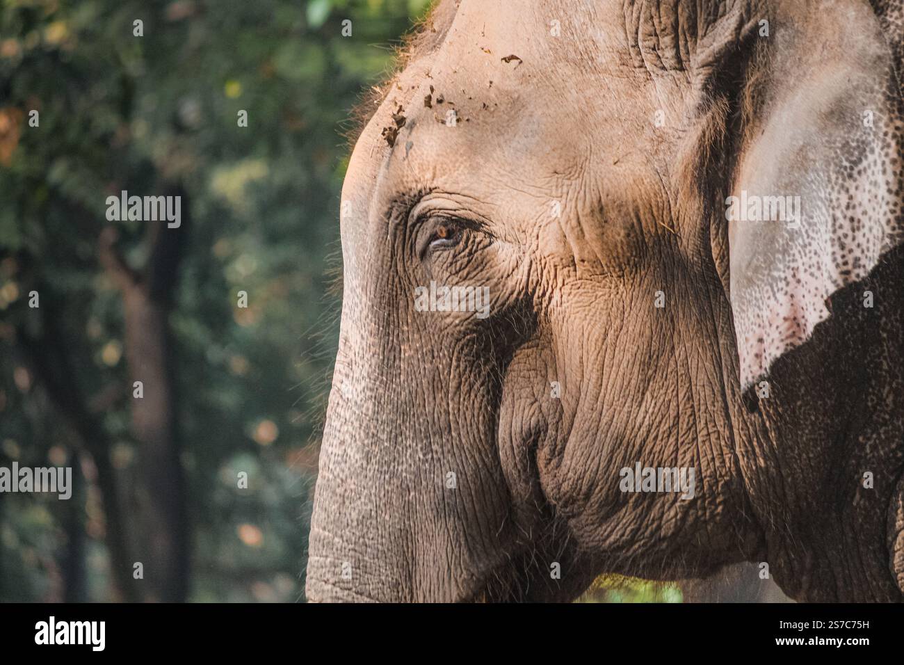 Ein Sri-lankischer Elefant in einem Naturschutzgebiet in Bangladesch. Stockfoto