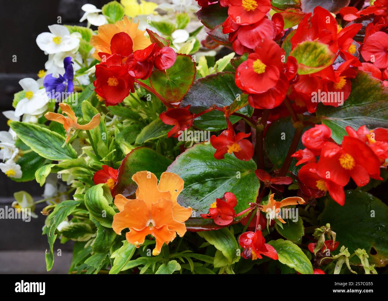 Bunte Wachsbegonien und Stiefmütterchen im Garten. Castle Combe Village, Cotswolds, Wiltshire, England, Großbritannien Stockfoto
