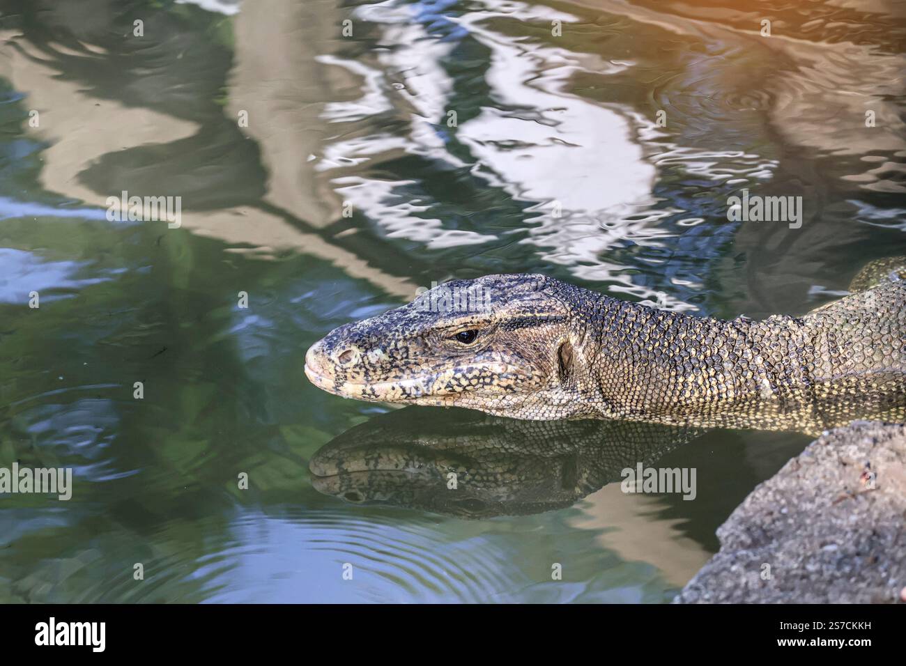 Asiatischer Wassermonitor (Varanus salvator) im Süßwasser, Tierporträt Stockfoto