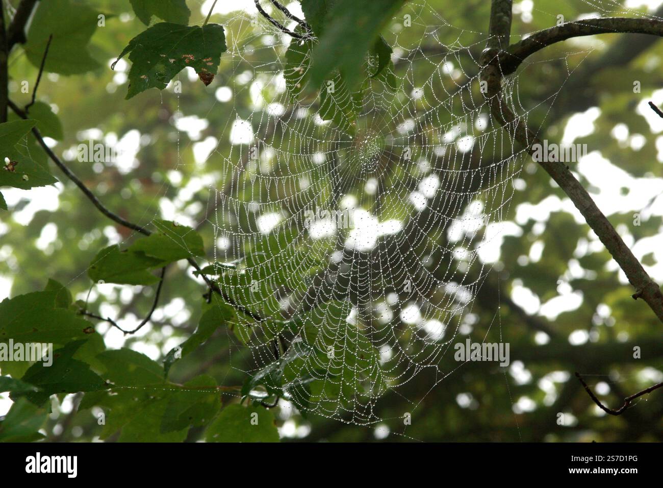 Spinnennetz in Ästen an einem feuchten Morgen Stockfoto