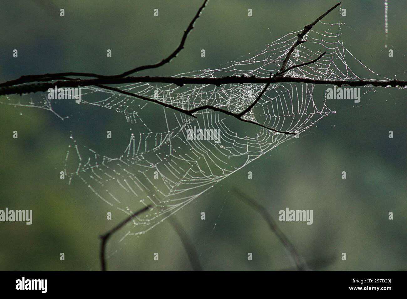 Spinnennetz in Ästen an einem feuchten Morgen Stockfoto